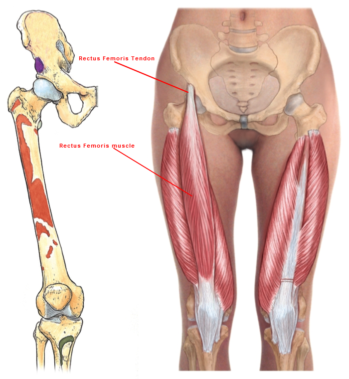Прямая мышца где. Анатомия бедра кости с мышцами. Ректус феморис. Бедренная кость анатомия мышцы. Quadriceps femoris.